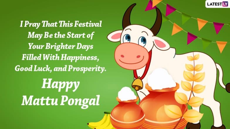 Mattu Pongal 2022 Wishes: Share Quotes, WhatsApp SMS, HD Images For WhatApp  And Facebook To Celebrate The Jallikattu Festival