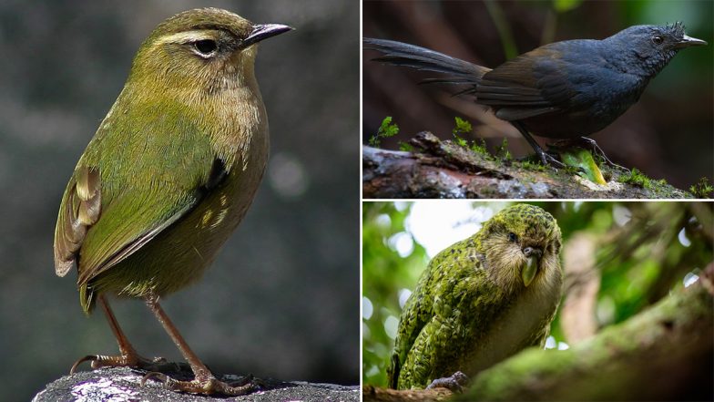 National Bird Day 2022: Date, Significance and A Look at Top 5 Rarest Birds in the World (Watch Videos)