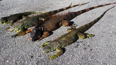 ‘Iguanas Could Fall From Trees’: Weather Authorities in South Florida Warns Public That Iguanas Could Fall Out of Trees Due to Unusual Cold Temperatures