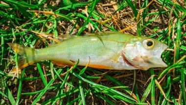 Fish Fall From Sky During Rain in City of Texarkana In Texas (View Pic)