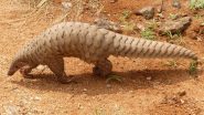 Uttarakhand: Endangered Pangolin Rescued in US Nagar, 1 Arrested