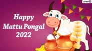 Mattu Pongal 2022 Wishes: Share Quotes, WhatsApp SMS, HD Images For WhatApp And Facebook To Celebrate The&nbsp;Jallikattu Festival&nbsp;