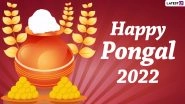 Thai Pongal 2022 Greetings & WhatsApp Status Video: Send Iniya Pongal Valthukkal Images, Messages, Quotes, Wallpapers & SMS To Celebrate This Harvest Festival!