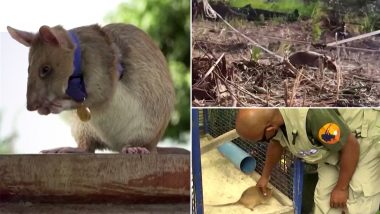 Cambodia’s Magawa, Landmine-Sniffing Rat Who Found Over 100 Explosives Dies Aged 8
