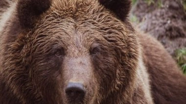 Science News | Research Determines Reduced Microbial Diversity in Guts of Wild Bears That Consume Human Food