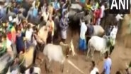 Tamil Nadu: Man Arrested For Attacking Bulls With Stick During Jallikattu Festival in Madurai
