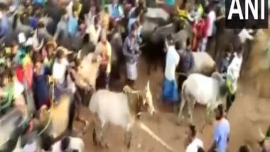Tamil Nadu: Man Arrested For Attacking Bulls With Stick During Jallikattu Festival in Madurai