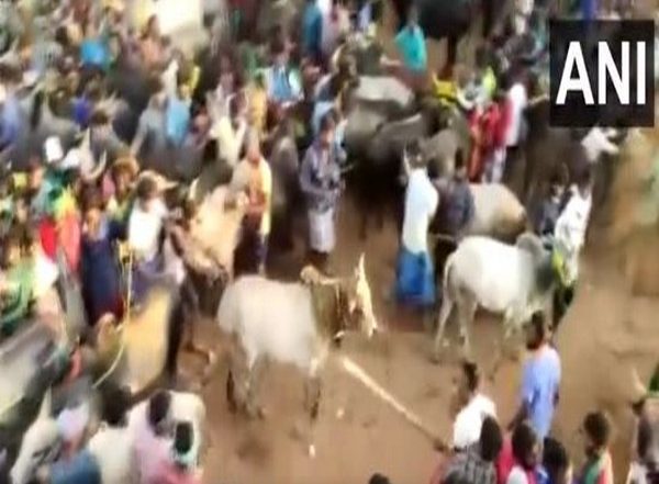 Tamil Nadu: Man Arrested For Attacking Bulls With Stick During Jallikattu Festival in Madurai