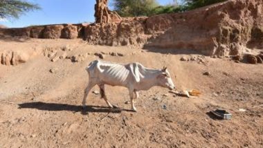 Tanzania: Over 62000 Animals Killed by Prolonged Drought in Simanjiro