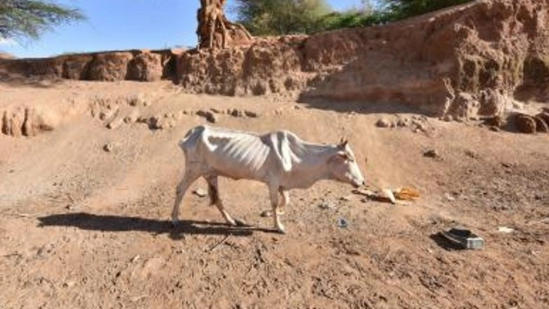 Drought Kills 62,585 Animals in Tanzania