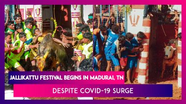 Jallikattu Festival Begins In Madurai, Tamil Nadu Despite Covid-19 Surge