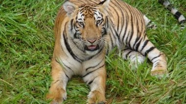 India News | Karnataka: Nine-year-old Tiger Dies at Pilikula Biological Park