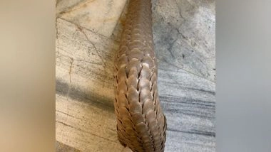 India News | STF Team Seize Pangolin in Odisha's Bargarh, One Held