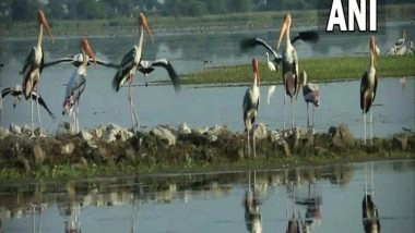 India News | Wetlands in Biodiversity Parks in Delhi-NCR Attracting Migratory Birds