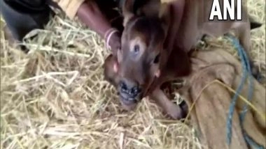 India News | People Flock to Worship 3-eyed Calf in Chhattisgarh's Rajnandgaon, Say It is Incarnation of Lord Shiva