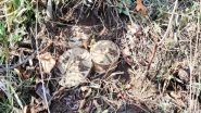 India News | BSF Recovers 3 IEDs from Odisha's Malkangiri