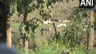 India News | Dozens of Cows Found Dead in  Cowshed in Bhopal, Probe Launched