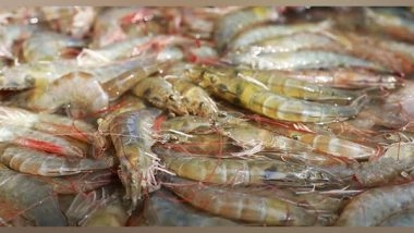 Business News | Kings Infra Creates a World Record by Harvesting 80 Gm L Vannamei Shrimps