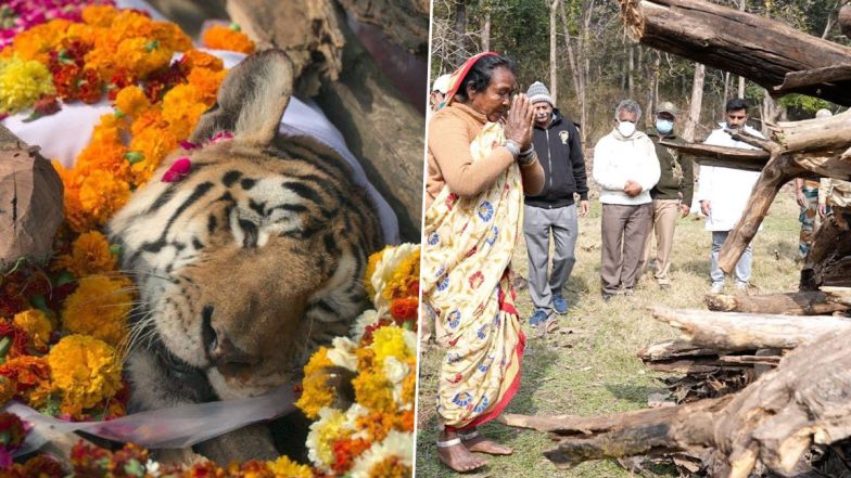 Tigress Collarwali, Who Gave Birth to 29 Cubs, Breathes Her Last at Pench Tiger Reserve, People Bid Farewell to ‘Supermom’ (See Pics)