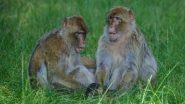 US Scientists Find Antibodies in Monkeys That May Be Used To Develop COVID-19 Vaccine