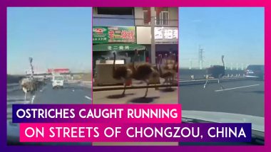 80 Ostrich Escape Their Pen As Farmer Fails To Secure Gate In Chongzou City, Southern China