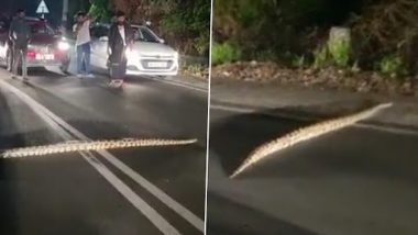 Huge Python Stops Traffic at Kochi's Seaport-Airport Road, Watch Video