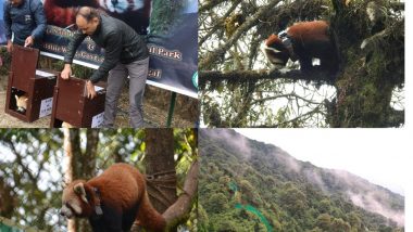 Darjeeling Zoo Restocks Two Pairs of Endangered Red Pandas in Singalila National Park (See Pics)