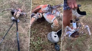 Viral Video: Giant Crab Clutches the Golf Stick in Australia, Unbelievable Clip of the Animal Breaking It Into Two Pieces Takes the Internet by Storm!