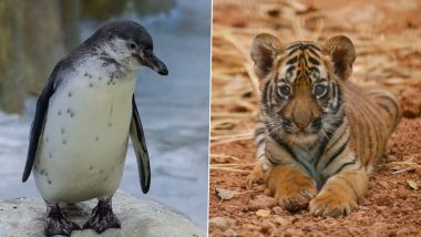 Mumbai Zoo Welcomes Royal Bengal Tiger Cub 'Veera', Humboldt Penguin Chick 'Oscar' (Watch Video)