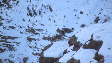 Breathtaking! Snow Leopard, 2 Cubs Caught on Camera in High Mountains of Himachal Pradesh's Kaza (See Pic)