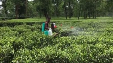 India News | Crippled by Coal Crisis, Tripura Adopts Gas-based Tea Processing