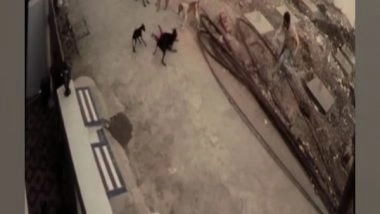 India News | MP: Four-year-old Girl Dragged, Bitten by Stray Dogs in Bhopal