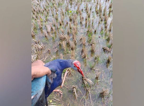 India News | Mystery over Migratory Birds' 'carcasses' Deepens, No Samples Left for Conducting Tests, Says Tripura Forest Official