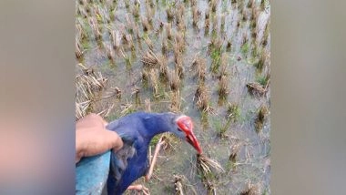 India News | Carcasses of Migratory Birds Found at Tripura's Udaipur Lake, Forest Dept Clueless