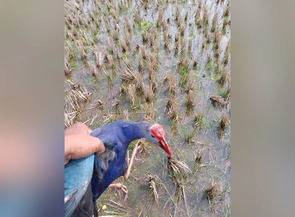 India News | Carcasses of Migratory Birds Found at Tripura's Udaipur Lake, Forest Dept Clueless