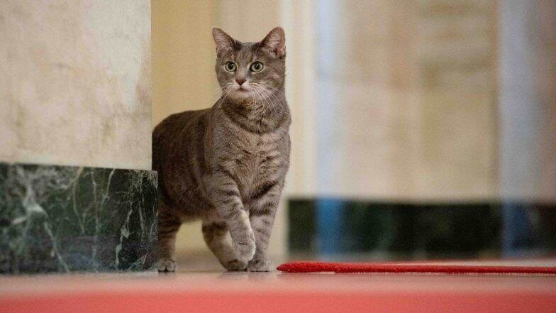 Willow Biden Joins Long and Varied Line of White House Pets