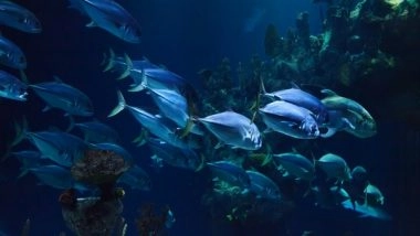 Science News | Study Examines How Fishes Communicate