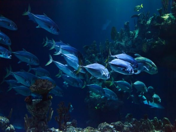 Science News | Study Examines How Fishes Communicate - Vimarsana News