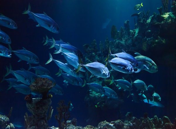 Science News | Study Examines How Fishes Communicate