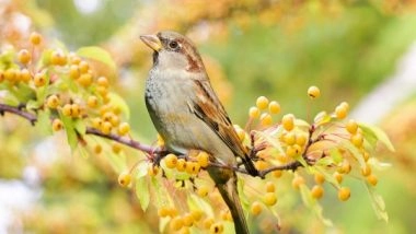 Science News | Study Finds Songs Sparrows Shuffle, Repeat to Keep Audience Engaged