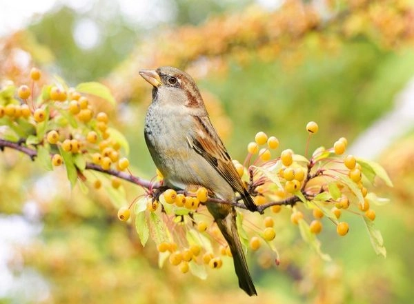 Science News | Study Finds Songs Sparrows Shuffle, Repeat to Keep Audience Engaged