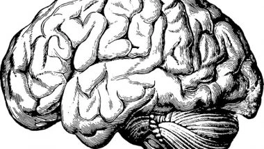 Science News | Study Explores How Value Decisions Are Coded into the Brain