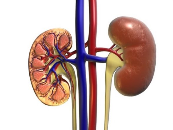 Health News | Pesticide Associated with Chronic Kidney Disease: Study - Vimarsana News