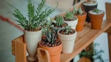 Science News | Gravitational Action of Sun and Moon Influences Behaviour of Animals and Plants, Study Shows