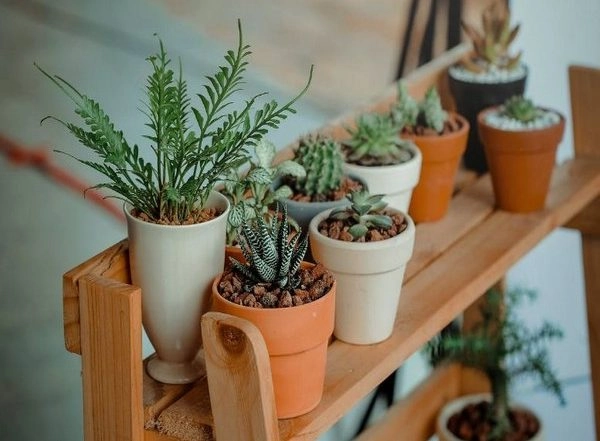 Science News | Gravitational Action of Sun and Moon Influences Behaviour of Animals and Plants, Study Shows