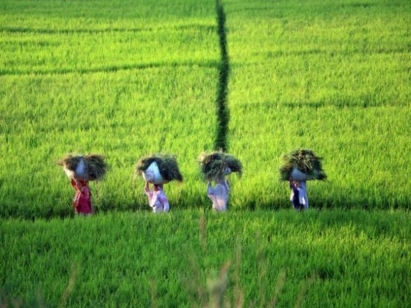 Business News | Agriculture Sector Project to Grow by 3.9 Per Cent in 2021-22: Economic Survey - Vimarsana News