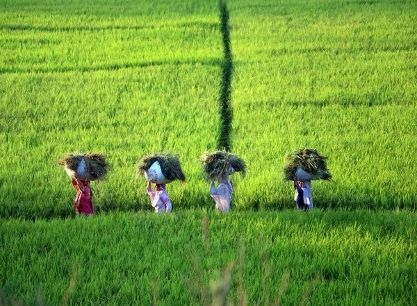 Business News | Agriculture Sector Project to Grow by 3.9 Per Cent in 2021-22: Economic Survey
