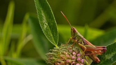 Science News | Researchers Determine Nutritional Properties of Protein in Cricket, Locust and Silkworm Pupae Insect Powders