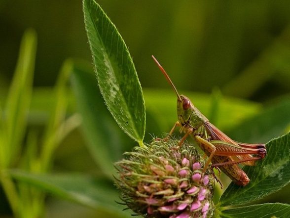 Leuko Insect Science News | Researchers Determine Nutritional Properties of Protein ...
