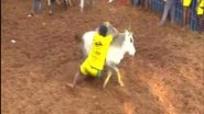 India News | Jallikattu Fervour Continues, Celebrated in Andhra Pradesh's Chittoor